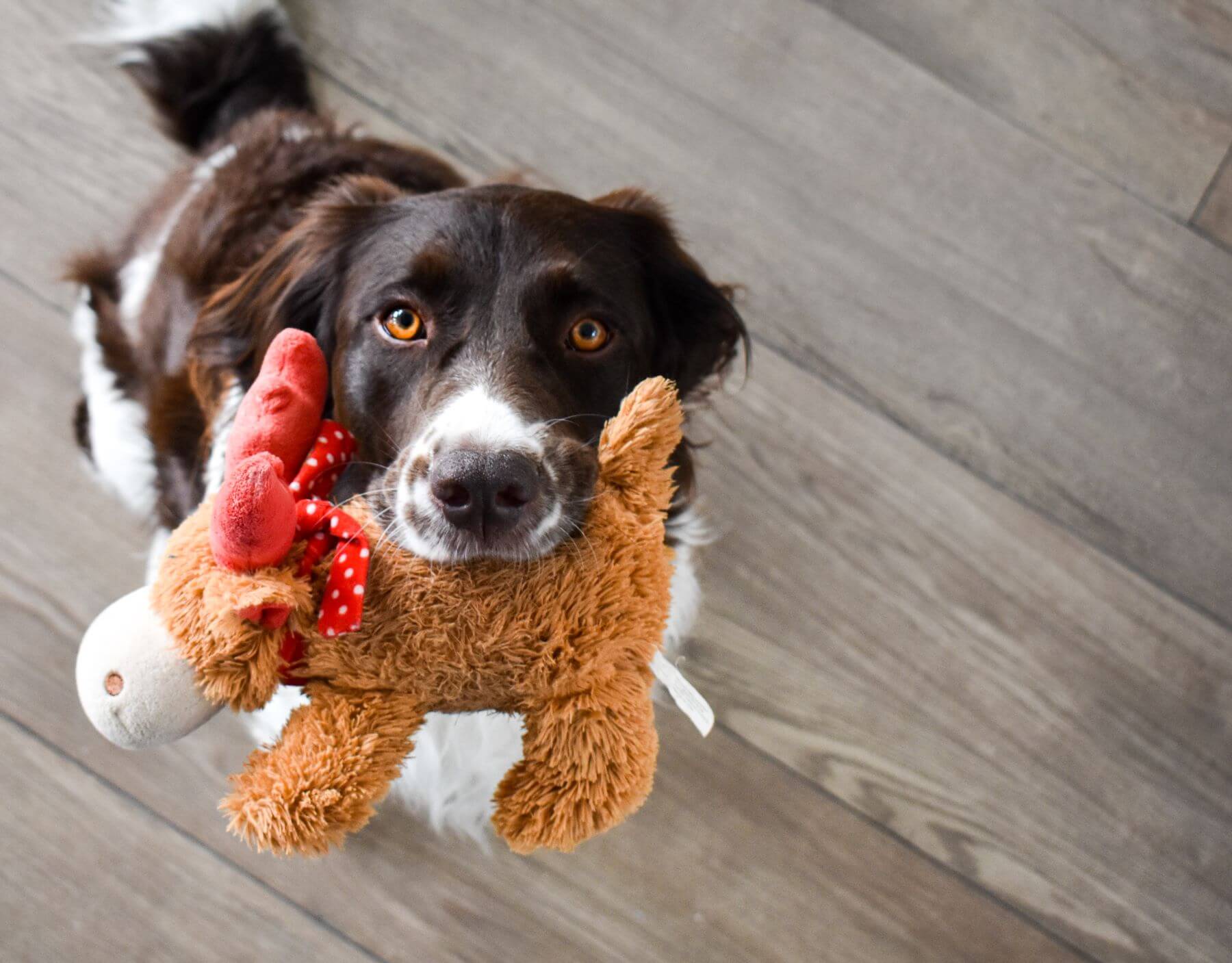  "Dog toys" receives a huge number of searches each month 