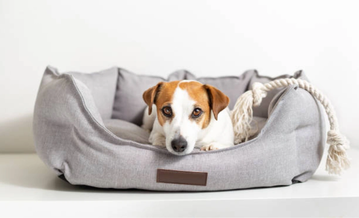pet bed - dropshipping pet products