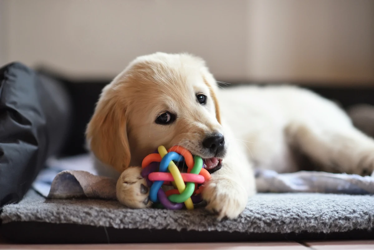 Pet chew toys - dropshipping pet products