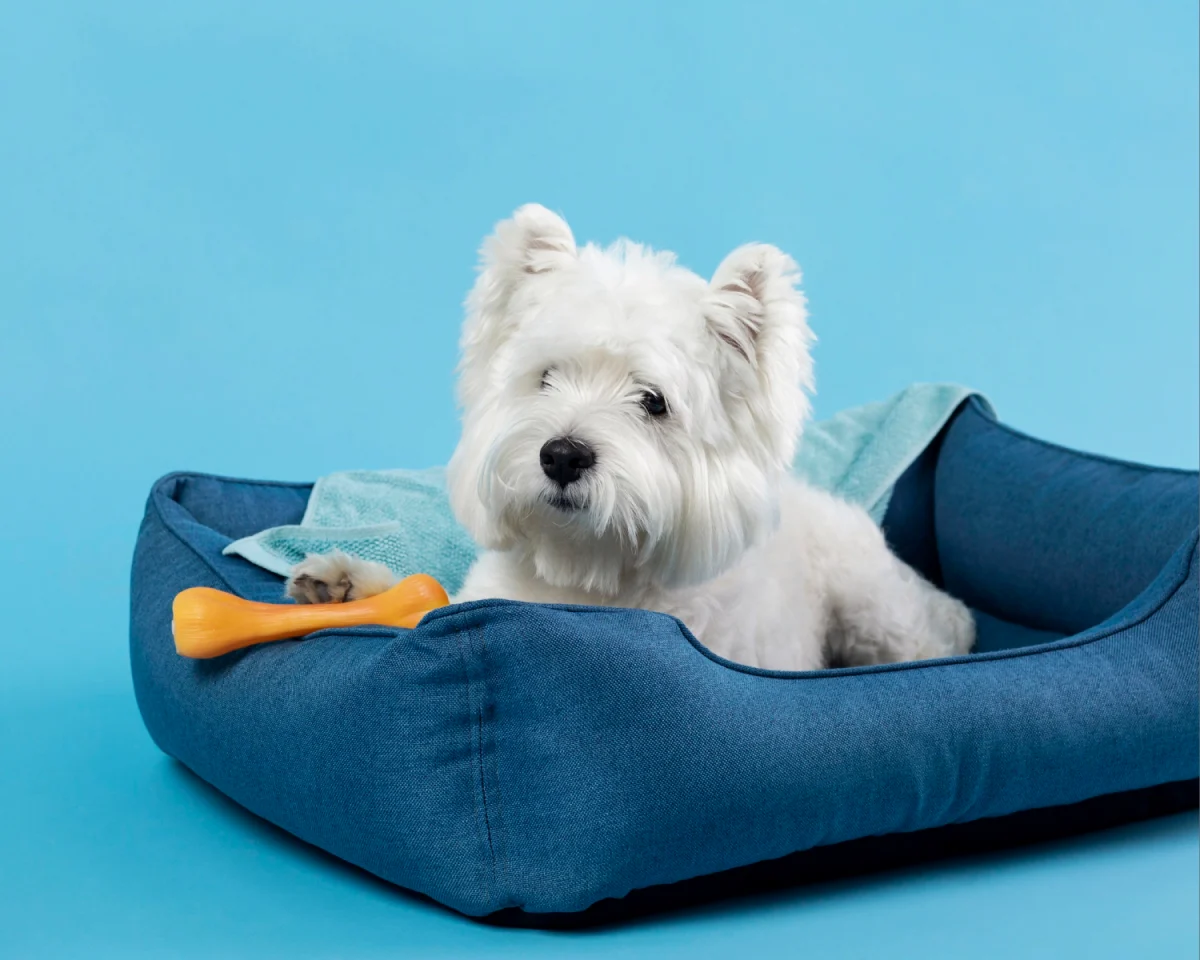 dog beds and furniture - dropshipping dog products
