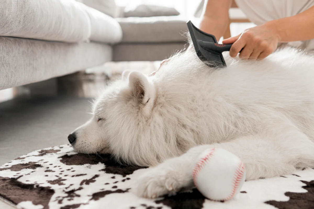 dog grooming tools - dropshipping dog products